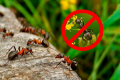 Захист від тарганів, мурах, інших комах